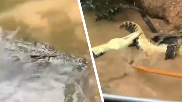 Bezoekers krokodillenfarm krijgen heftige show van vechtende kroko's