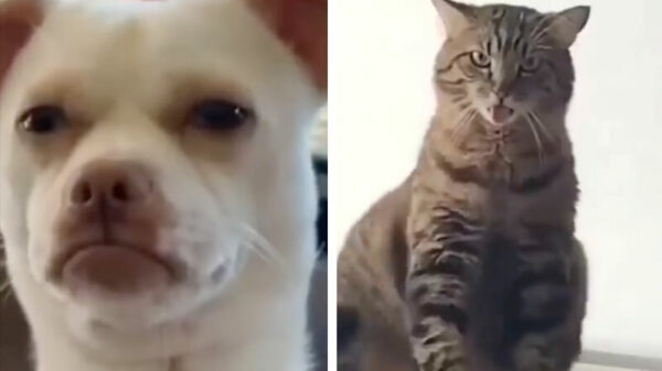 Als je laat op een feestje bent en al je vrienden zijn al lam