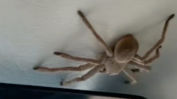 Joekel van een spin valt op Australische piloot tijdens het landen