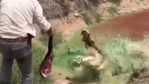 Een Australisch krokodilletje voeren is niet altijd zonder gevaar