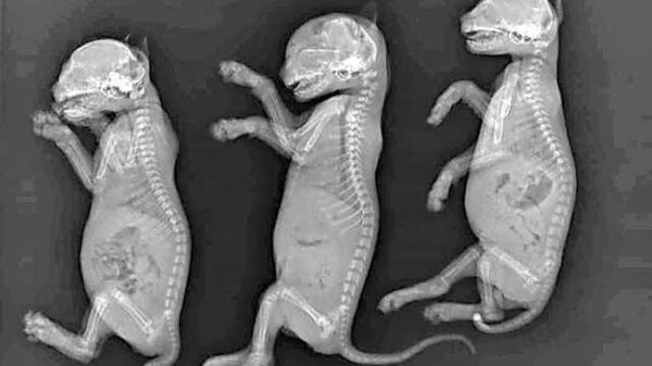 Mishandelde en vermoorde kittens krijgen dankzij crowdfunding een fatsoenlijke crematie