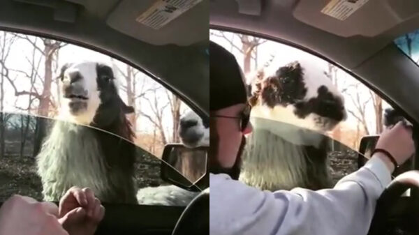 Lama trakteert voerende Amerikanen op een sappige rochel