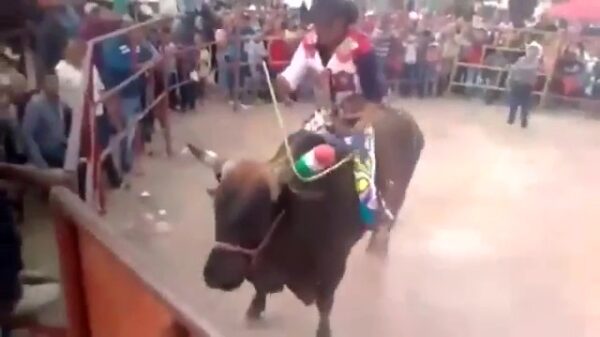 Pislinke stier leeft zijn agressie uit op rodeorijder