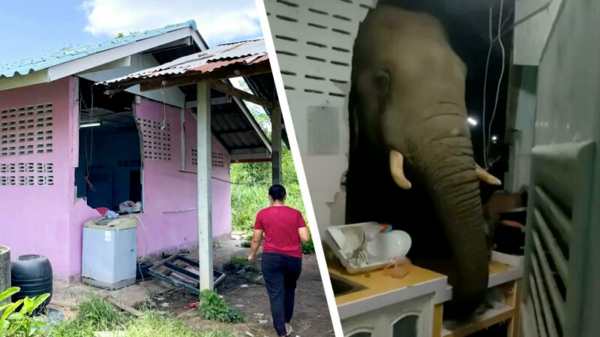 Thaise olifant ramt zichzelf door een keukenmuur om wat eten te schooien