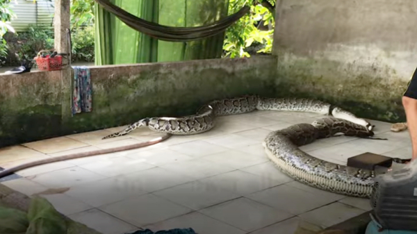 Schokkend: in Azië worden pythons levend opgeblazen om extra veel tasjes te kunnen maken