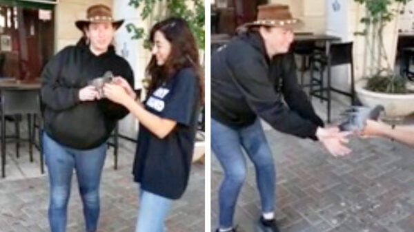 Een duif leren vliegen gaat niet zo makkelijk als je denkt