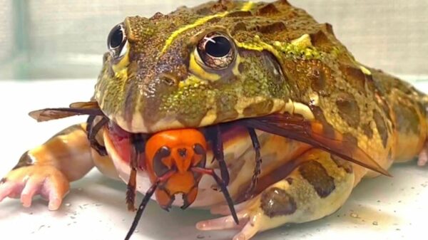 Dikke vette brulkikker snackt vandaag op een Aziatische reuzenhorzel