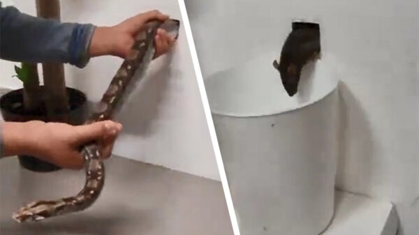 Je knaagdierenprobleem zonder gif of vallen oplossen doe je zo