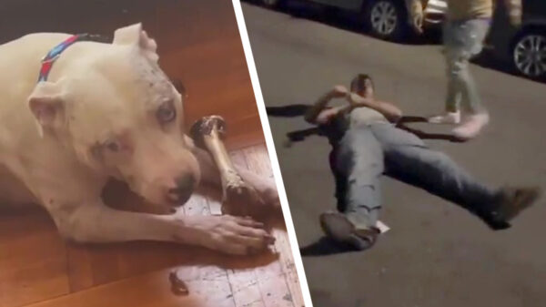 Hondenmishandelaar krijgt heftig karmakoekje van eigen deeg