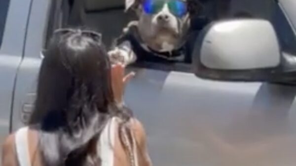 Hond met meer swag dan jij high-fived zijn vrouwtjes