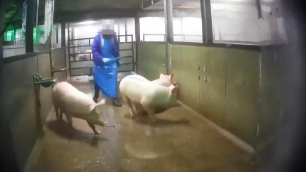 Varkens in Nood maakt schokkende undercoverbeelden in slachthuis Gosschalk