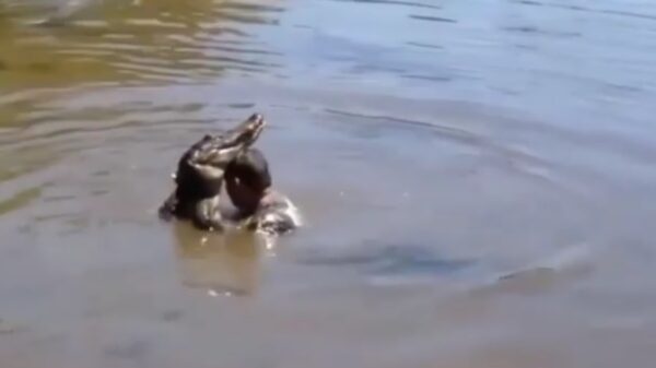 Skoften zomertip van de week: zorg voor voldoende afkoeling