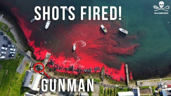Drone van Sea Shepherd op de Faeröer-eilanden beschoten door walvisslachters