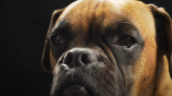 Vrije Vogels weten undercover dierenmisbruikers te ontmaskeren