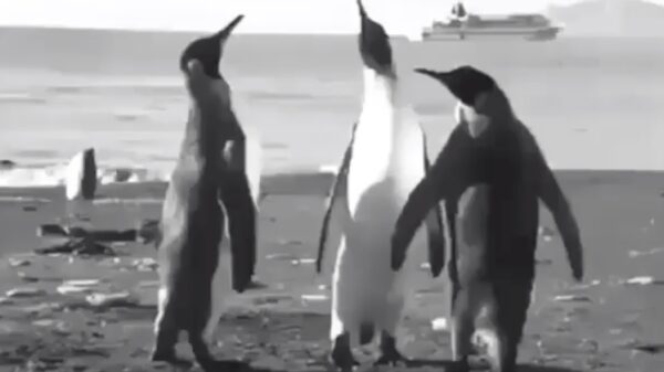 Op Antarctica zijn de eerste Marokkanen gespot