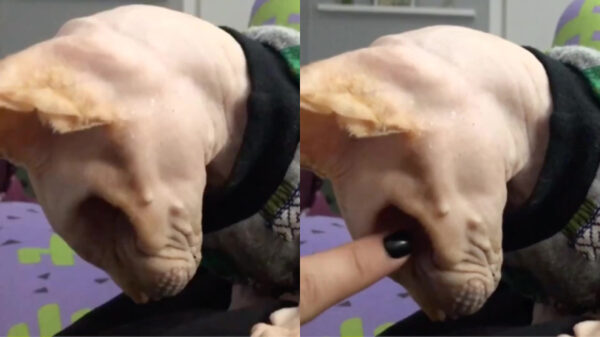 Bazinnetje helpt kale poes met krabben op bizarre plek