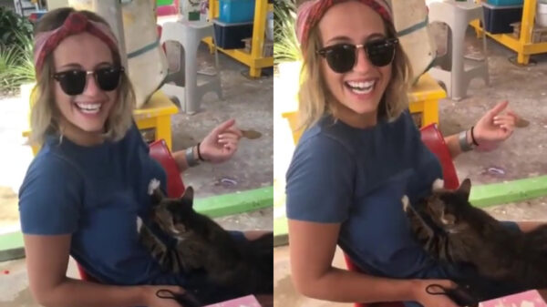 Sympathieke poes geeft gratis boezem-massage uit