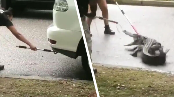 Welkom in Amerika, waar de krokodillen onder je auto kruipen