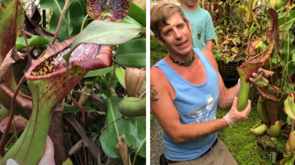 Wat blijft er over als een vleesetende plant een muisje oppeuzelt?