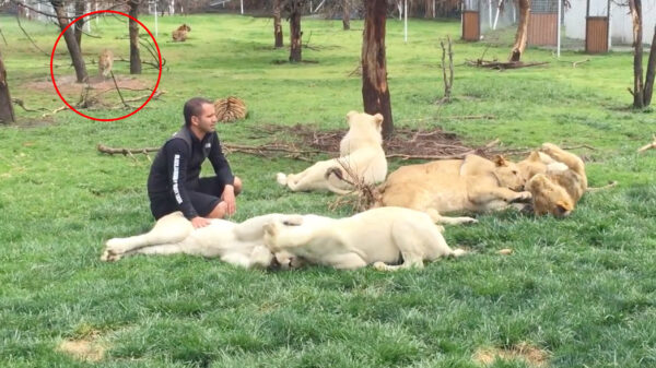 Leeuwenfluisteraar aangevallen door jachtluipaard maar gered door een tijger