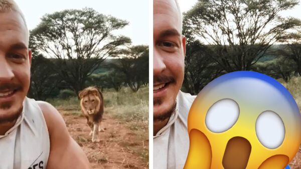 Dean Schneider laat zien waarom je nooit een leeuw je rug moet toekeren