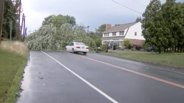 Man/vrouw wordt uit het NIETS verrast door een vallende boom
