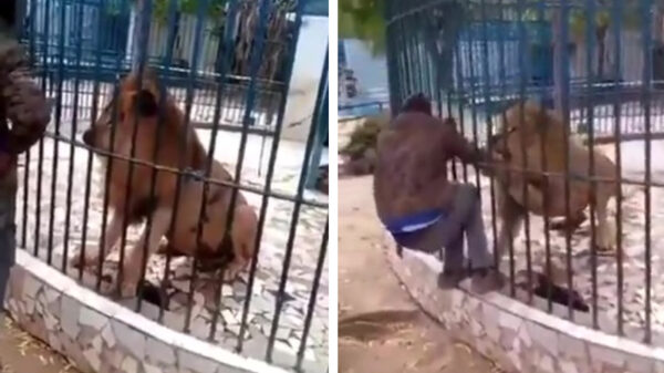 Protip: klim nooit over een hek om dichtbij een leeuw te komen