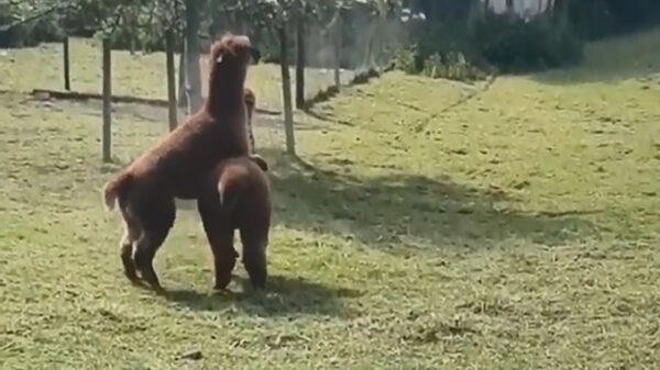 Gijs Gans loopt weer eens te c0ckblocken