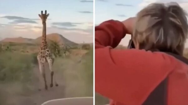 Giraf heeft een bloedhekel aan nieuwsgierige toeristen met camera's