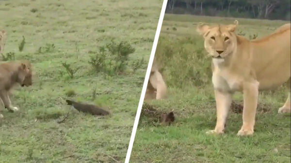 Jonge, pleur toch gewoon eens op met die dikke leeuwenkop van je