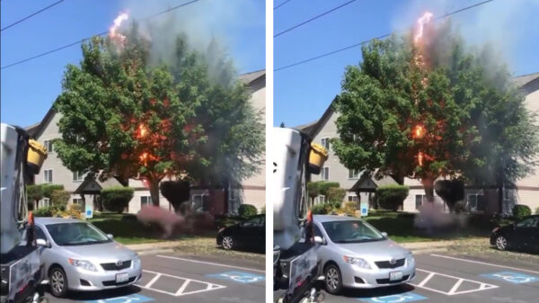 Ooit geweten dat je grote bomen ook gewoon moet opladen?