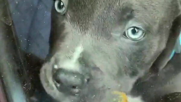 Je hond alleen in de auto laten? Hier, dikke vette meurende karma in je bekleding