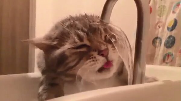 Poesje heeft de nodige moeite bij het drinken