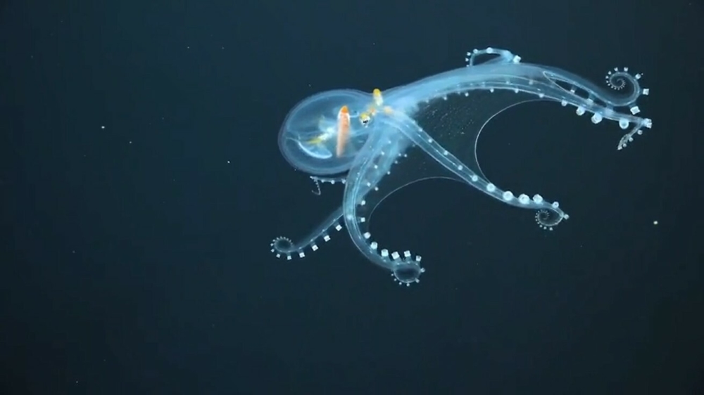 Onderwaterrobot filmt bijzondere transparante 'glazen' octopus