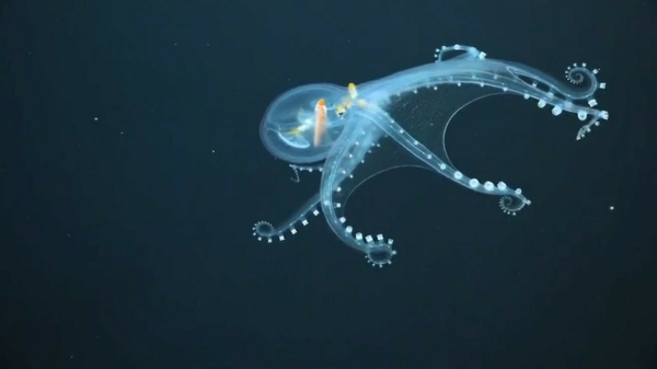 Onderwaterrobot filmt bijzondere transparante 'glazen' octopus