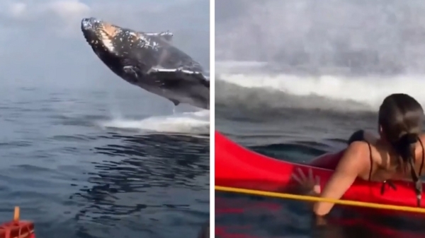 Walvisspotters zijn niet helemaal op hun gemak als Moby-Dick iets té dichtbij komt