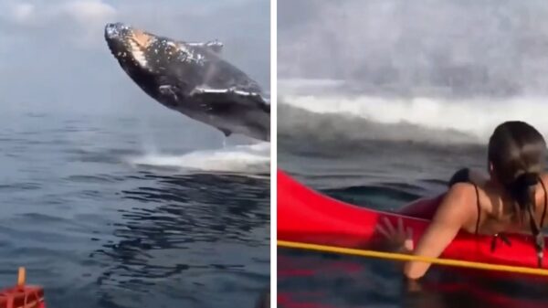 Walvisspotters zijn niet helemaal op hun gemak als Moby-Dick iets té dichtbij komt