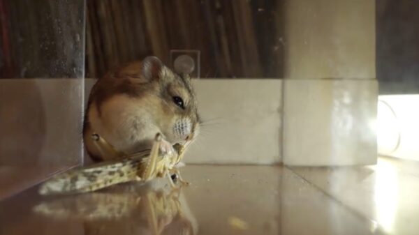 Schattige hamster geniet van zijn sappige zaterdagmiddagsnack