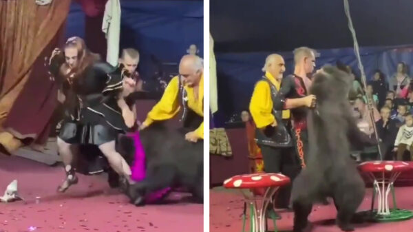 Russische circusbeer heeft er genoeg van en valt berentemster aan