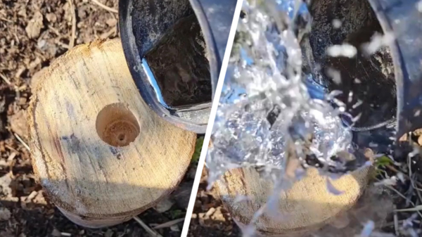 Pas op: vloeibaar metaal in een boomstronk gieten kan onverwachte gevolgen hebben