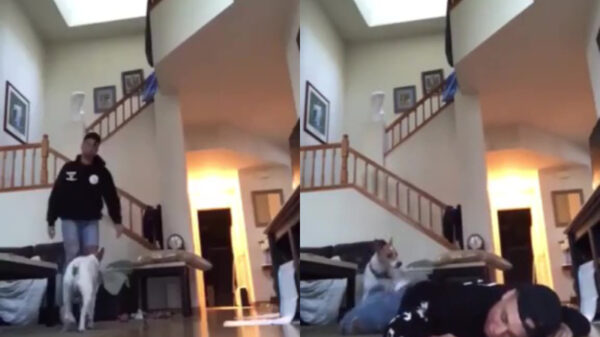 Test je hitsige hond eens op zijn reactie bij een noodgeval