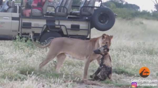 Wilde hond weet aan leeuw te ontsnappen door dood te spelen