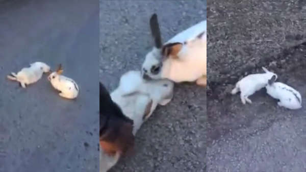 Rouwend konijn wordt geholpen door man die zijn vriendje in veiligheid brengt
