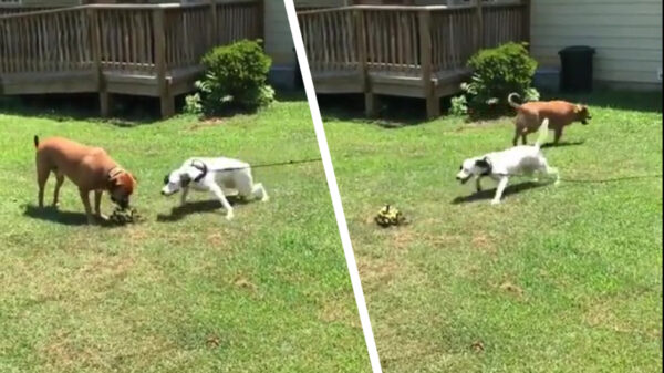 Dit is de meest sadistische hond die je dit jaar gaat zien