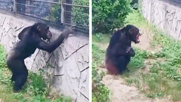 Apen doen de internetklassieker 'Charlie bit my finger' na