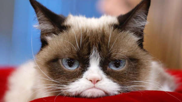Gigantisch triest 'nieuws': internetfenomeen Grumpy Cat is overleden