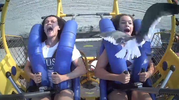 Slingshotbezoeker krijgt onderweg een zeemeeuw in d'r gezicht