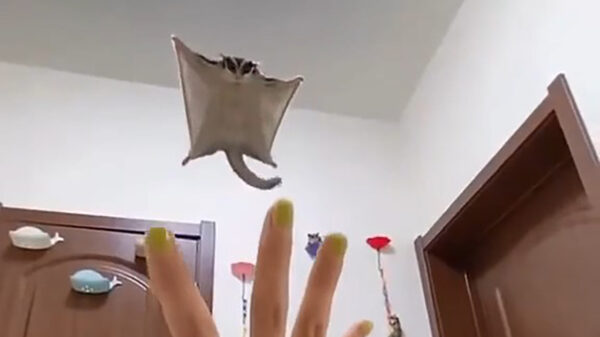 Alles is een huisdier: suikereekhoorn zweeft naar z'n baasje