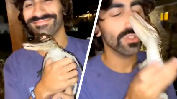 Het onomstotelijke bewijs dat niet alles een huisdier is