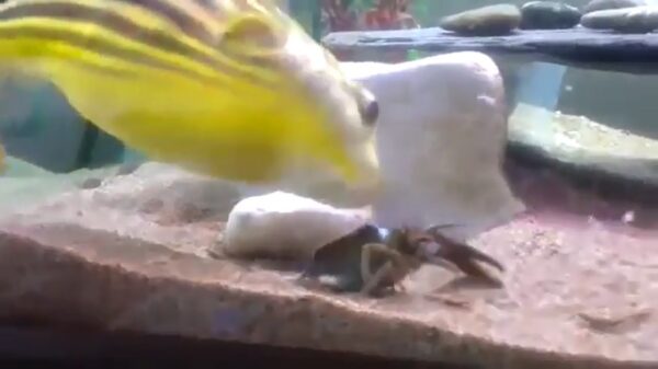 Kogelvis wordt geknepen door kreeft en flippert hem helemaal de pan uit